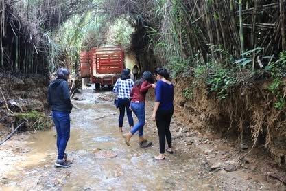 Personas caminan por un camino de tierra entre carrizales