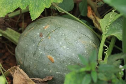 Calabaza verde entre hojas grandes de la planta