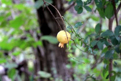 Fruto amarillo en la rama de un árbol