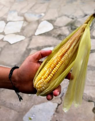 Mano que sostiene una mazorca de maíz amarillo
