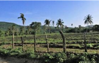 Fototeca Terreno cercado con palmeras y cerros al fondo en Barra de la Cruz.