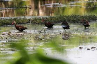 Fototeca Aves acuáticas sobre el agua somera de un humedal, reflejadas en la superficie.