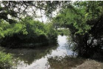 Fototeca Cuerpo de agua rodeado de manglar en la Laguna El Rosario.