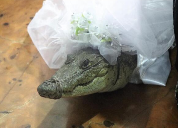 Fototeca El caimán ataviado con velo para la ceremonia tradicional de la boda del lagarto.