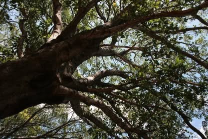 Tronco y ramas de un árbol grande vistos desde abajo