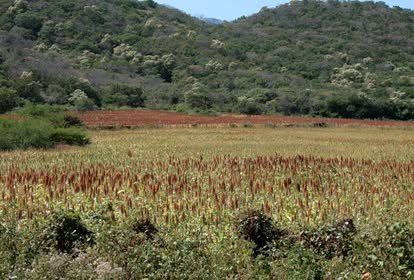 Campo de cultivo con plantas rojizas al pie de cerros verdes