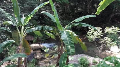 Plantas de plátano y vegetación tropical junto a un arroyo