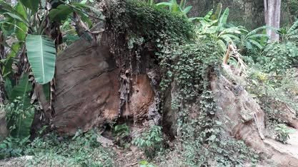 Roca grande cubierta de musgo y plantas trepadoras