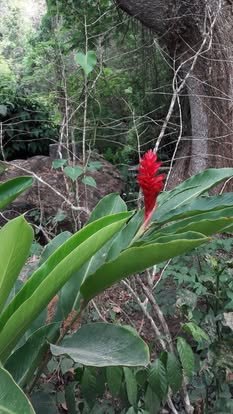 Flor roja entre hojas grandes de una planta tropical