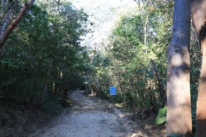 Sendero de tierra entre árboles de selva baja