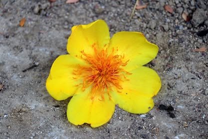 Flor amarilla grande caída sobre suelo arenoso