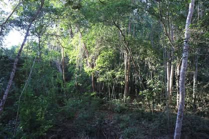 Selva baja con árboles delgados y follaje verde