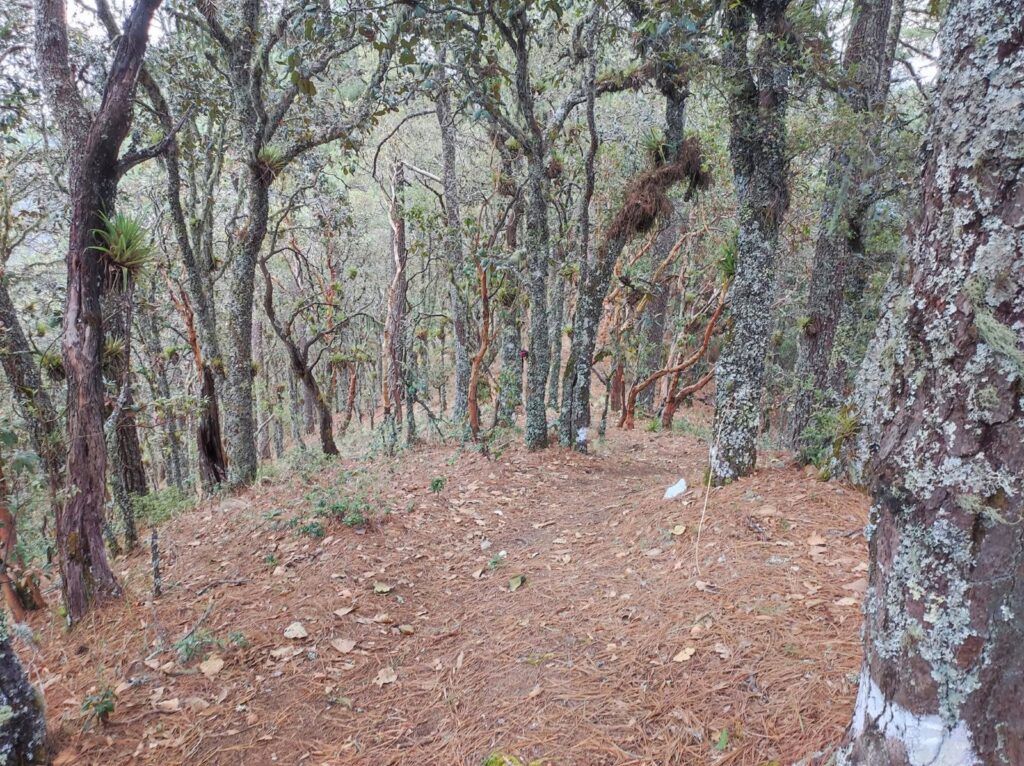 San Pablo Etla: acuerdos para fortalecer un proyecto ecoturístico Bosque de encino con el suelo cubierto de hojarasca